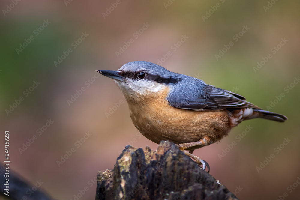 Nuthatch (Sitta europaea)