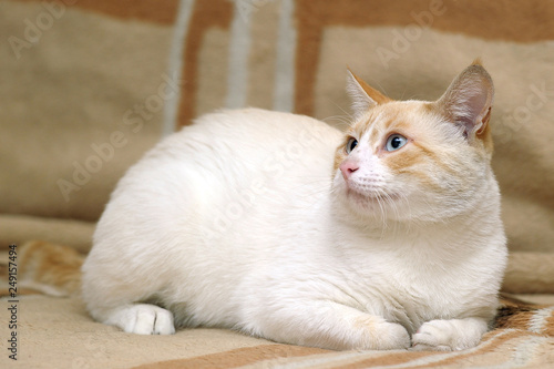 Thai cat with blue eyes portrait