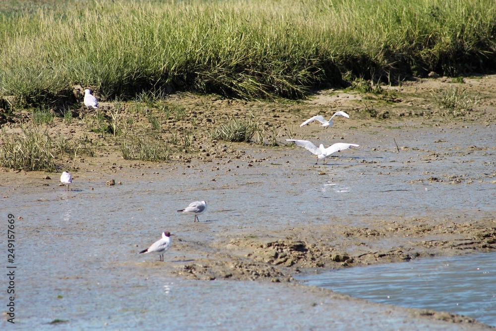 Baie d'Authie, Pas de Calais