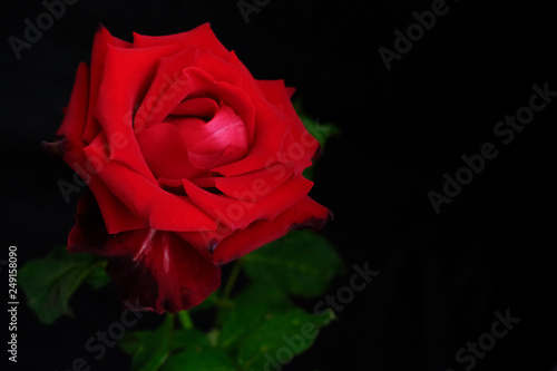 Fototapeta Naklejka Na Ścianę i Meble -  Roses for romantic Valentines Festival