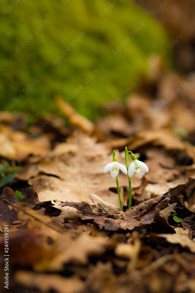 First Spring's flowers First Spring's flowers