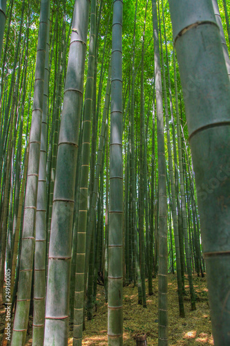 Bambuswald von Arashiyama bei Kyoto in Japan
