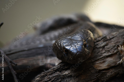 Observing Snouted Cobra Snake (naja annulifera), Pretoria, South Africa photo