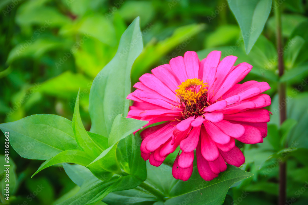 Obraz premium Pink Zinnia flower (Zinnia violacea Cav.) in summer garden on sunny day. Zinnia is a genus of plants of the sunflower tribe within the daisy family.