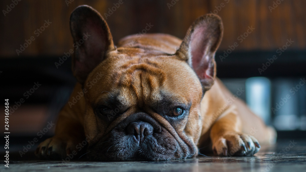 Close up french bulldog face. The dog is laying on the floor and looking to the camera.