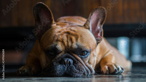 Close up french bulldog face. The dog is laying on the floor and looking to the camera. © bzjpan