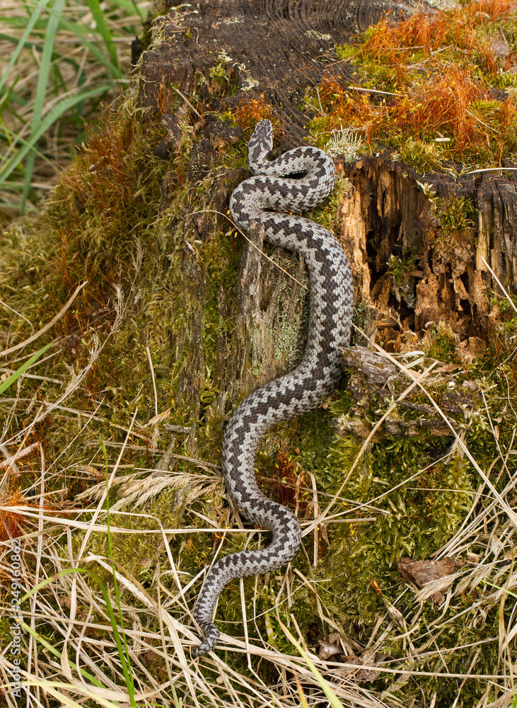 European viper Vipera berus in Czech Repblic European viper Vipera berus in Czech Repblic