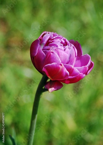 Wallpaper Mural Peony flower Torontodigital.ca