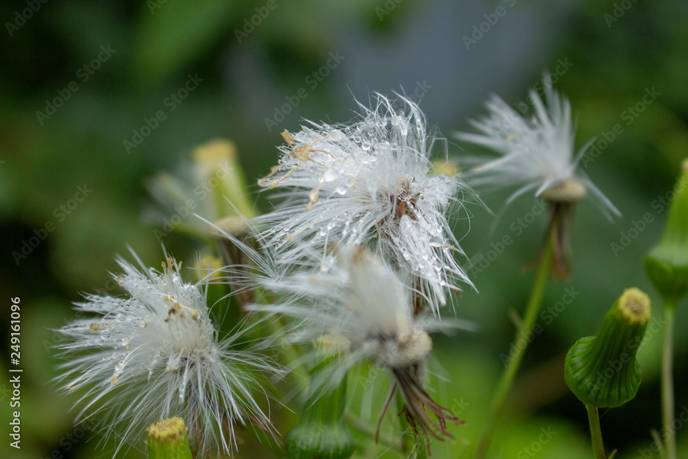 Bad hair day Bad hair day