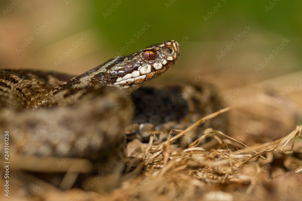 European viper Vipera berus in Czech Repblic European viper Vipera berus in Czech Repblic