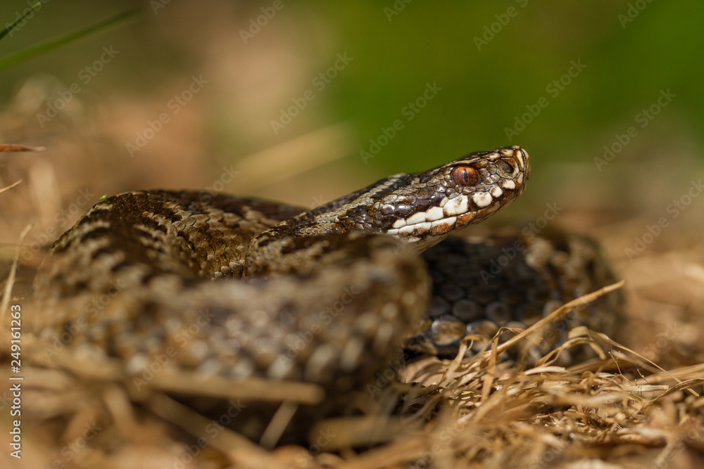 European viper Vipera berus in Czech Repblic European viper Vipera berus in Czech Repblic