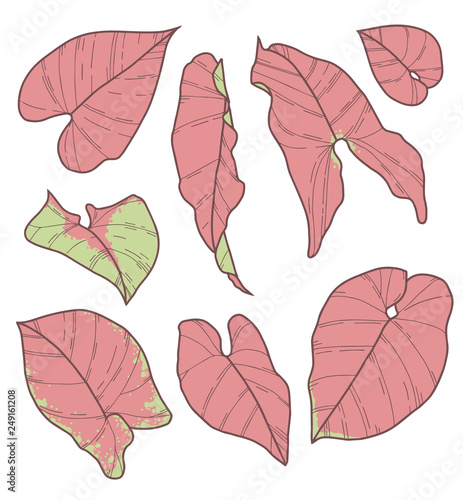 Vector collection set of Syngonium Pink Neon Robusta Plant leaf drawings