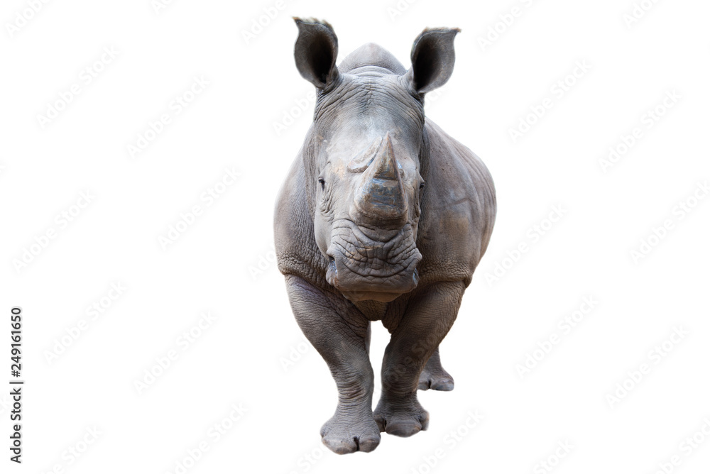 Naklejka premium White rhino