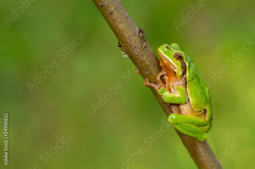 Nice green European tree frog, Hyla arborea, sitting on stick in Czech Republic