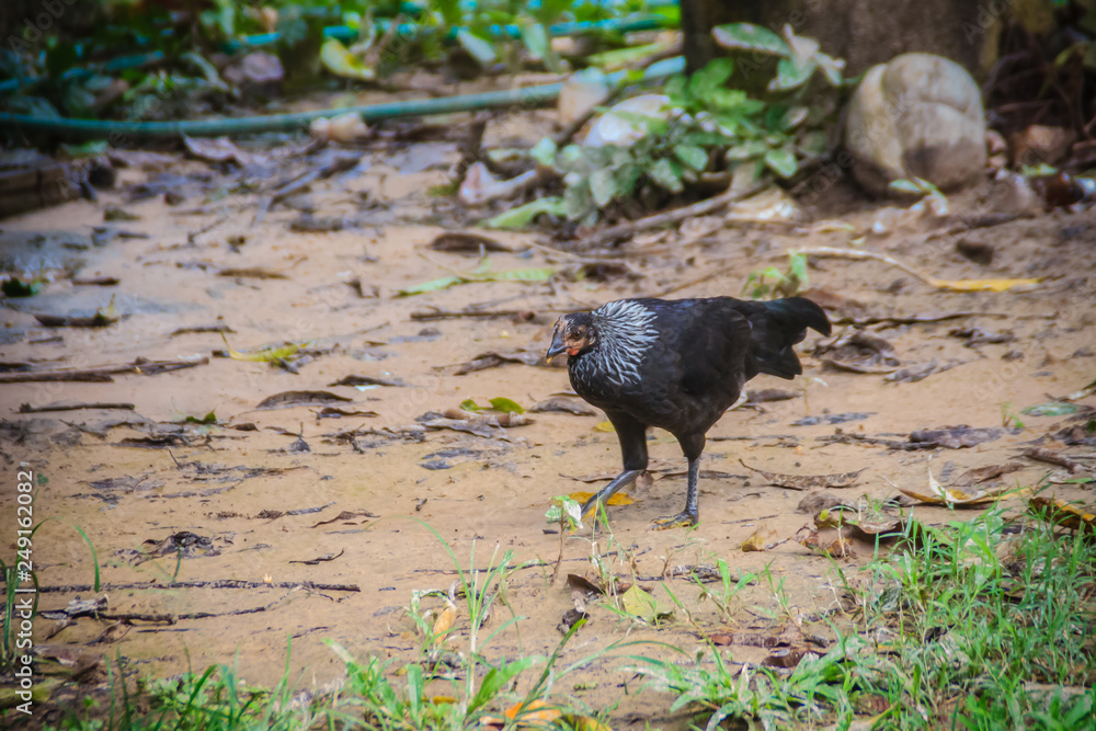 Native black hen is finding for food on the ground. Selective focus