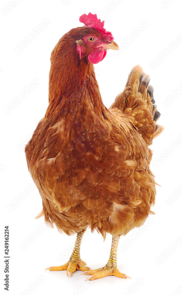 Fototapeta premium Brown hen isolated.