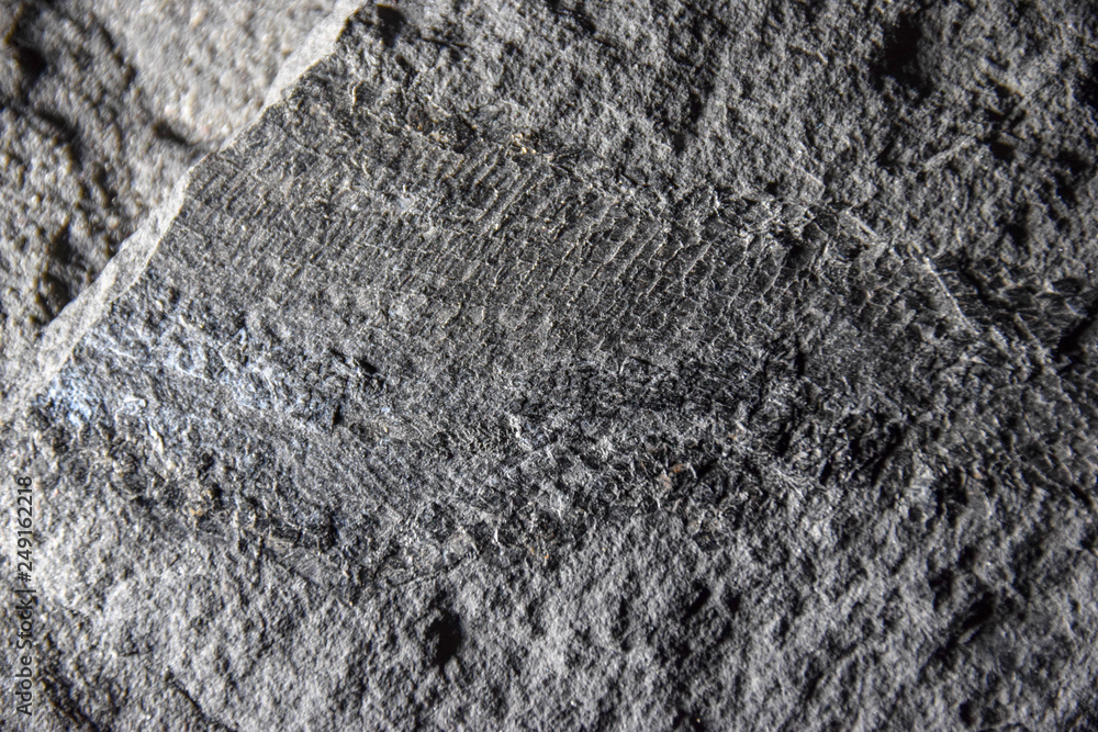 Stein, Granit, Grau, Rau, Sand, Robust, schatten, Textur, Hintergrund, Fossil Stein, Granit, Grau, Rau, Sand, Robust, schatten, Textur, Hintergrund, Fossil