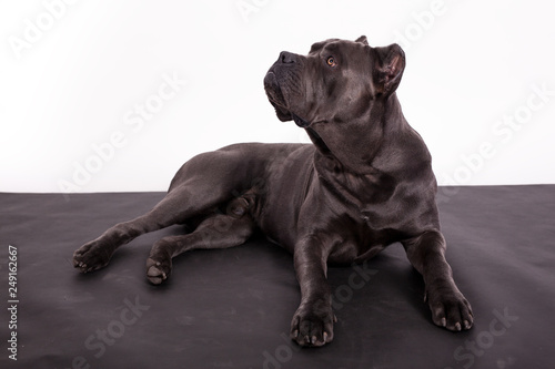 Gray dog Kenne Corso breed on a black and white background. © migfoto