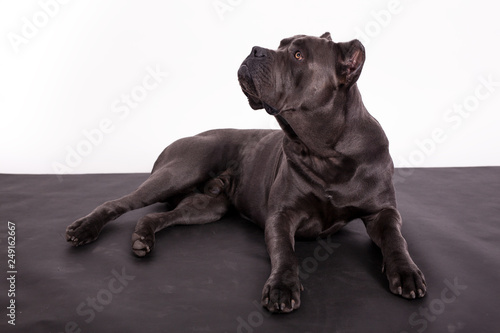 Gray dog Kenne Corso breed on a black and white background. photo