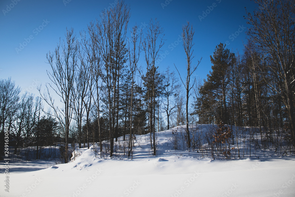Winter landscape scattered with trees 