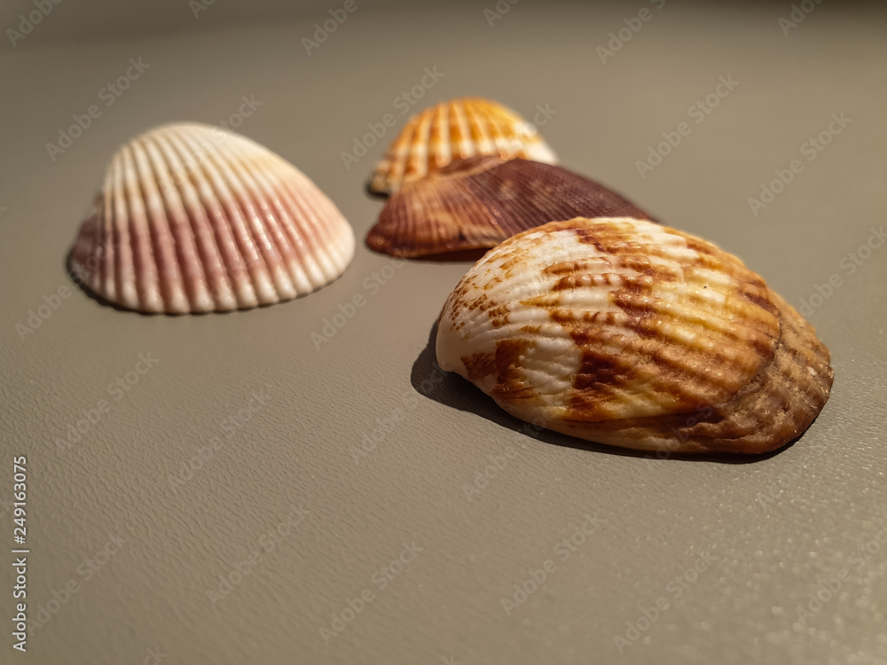 Seashells close up. Seashells and coral.