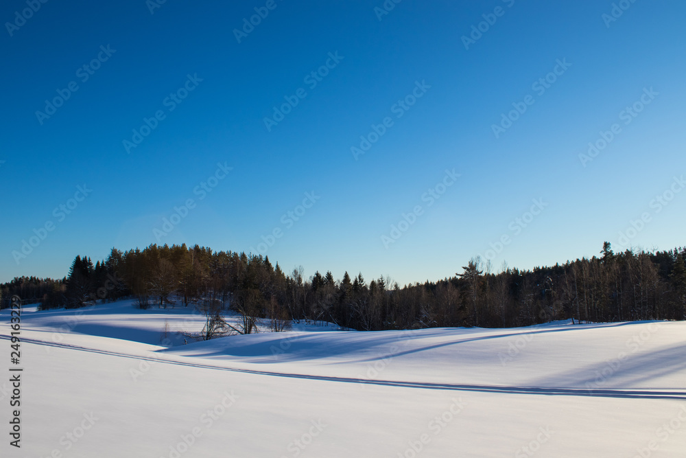 Ski tracks through snow surrounded by pine trees