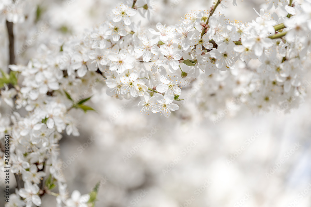 Cherry blossoms spring background.