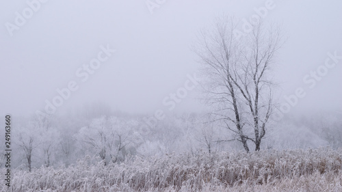 Winter trees with heavy frost and fog