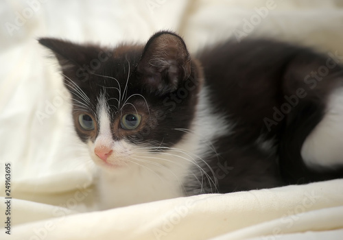 small kitten on light background