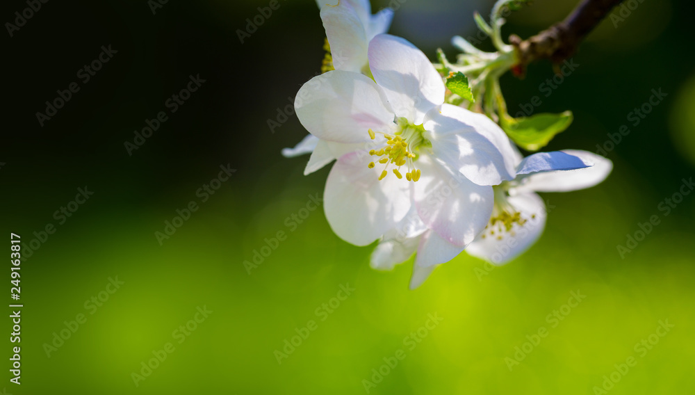 Blooming apple branch at spring garden against unfocused green grass background. Blooming apple branch at spring garden against unfocused green grass background.