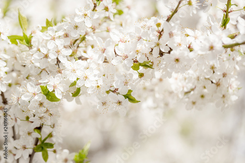 White cherry blossoms branches background at spring garden.