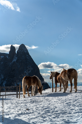 Dolomites Horses