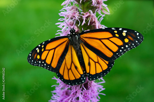 Monarch butterfly with wings open on prairie blazing star