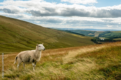 Einsames Schaf weidet in den Hügeln der Breacon Beacons in Wales, UK