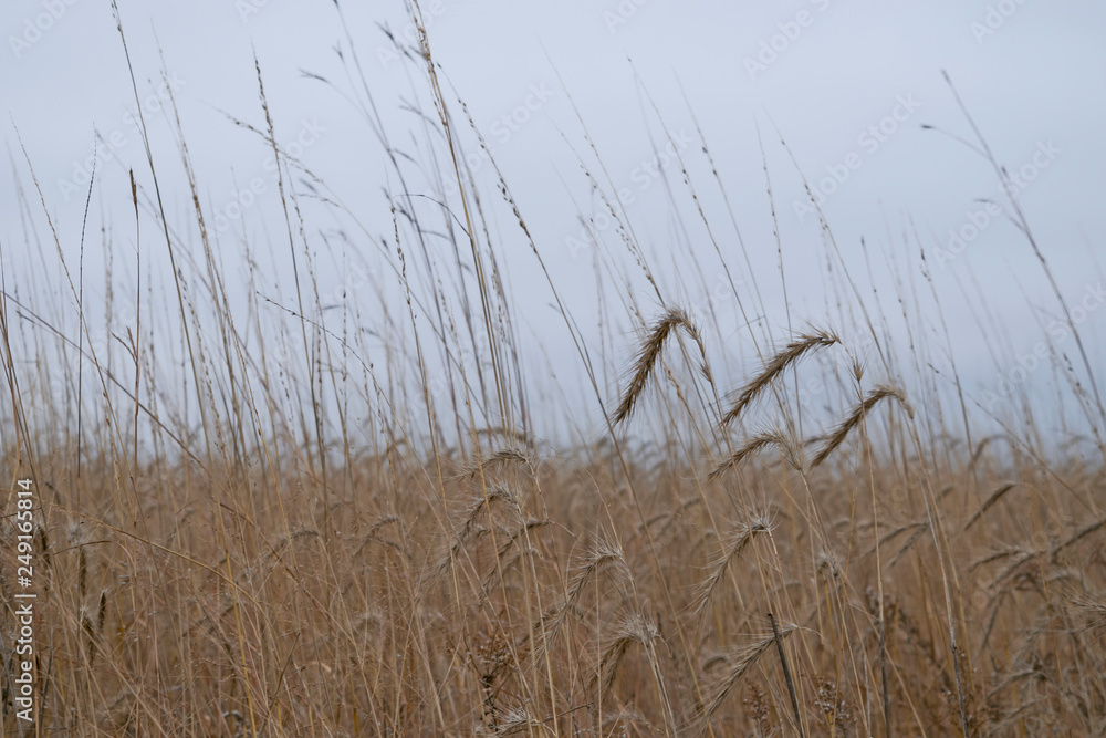 Obraz premium Native prairie restoration in autumn under a gray overcast sky