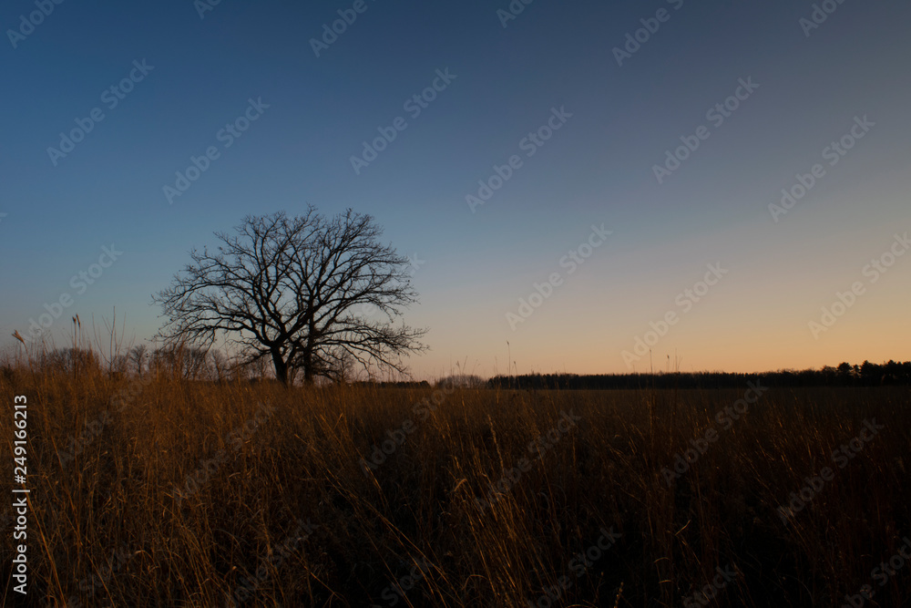 Two bare oak trees silhouetted against an early evening sky just after sunset Two bare oak trees silhouetted against an early evening sky just after sunset