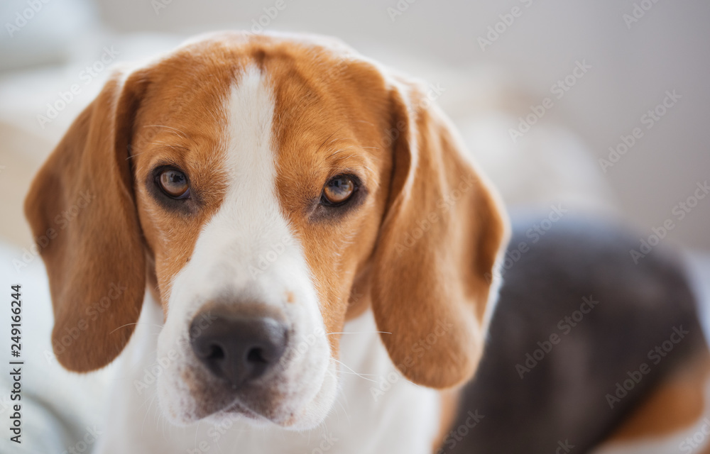 Beagle dog portrait lie on a couch looks in camera