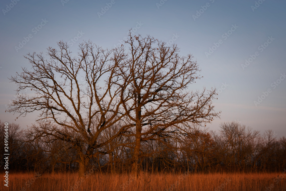 Two oak trees with intertwined, bare branches in the warm light of a setting autumn sun Two oak trees with intertwined, bare branches in the warm light of a setting autumn sun
