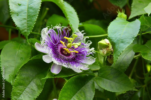 Passiflora