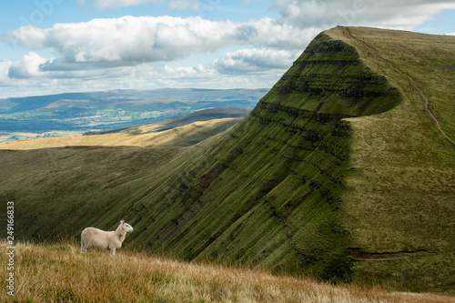 Einsames Schaf in den Hügeln der Breacon Beacons in Wales, UK