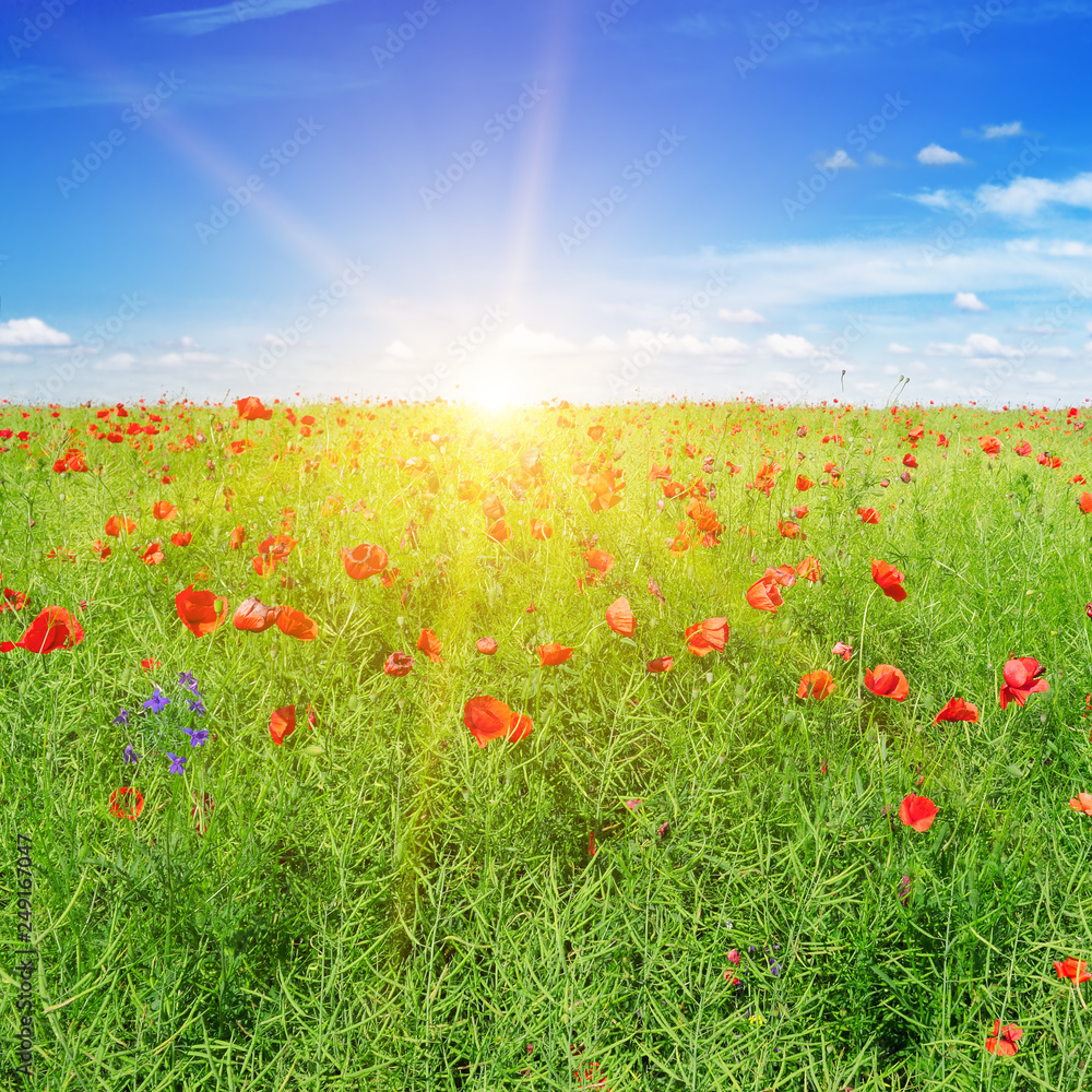 Bright scarlet poppies on the background of green rapeseed.