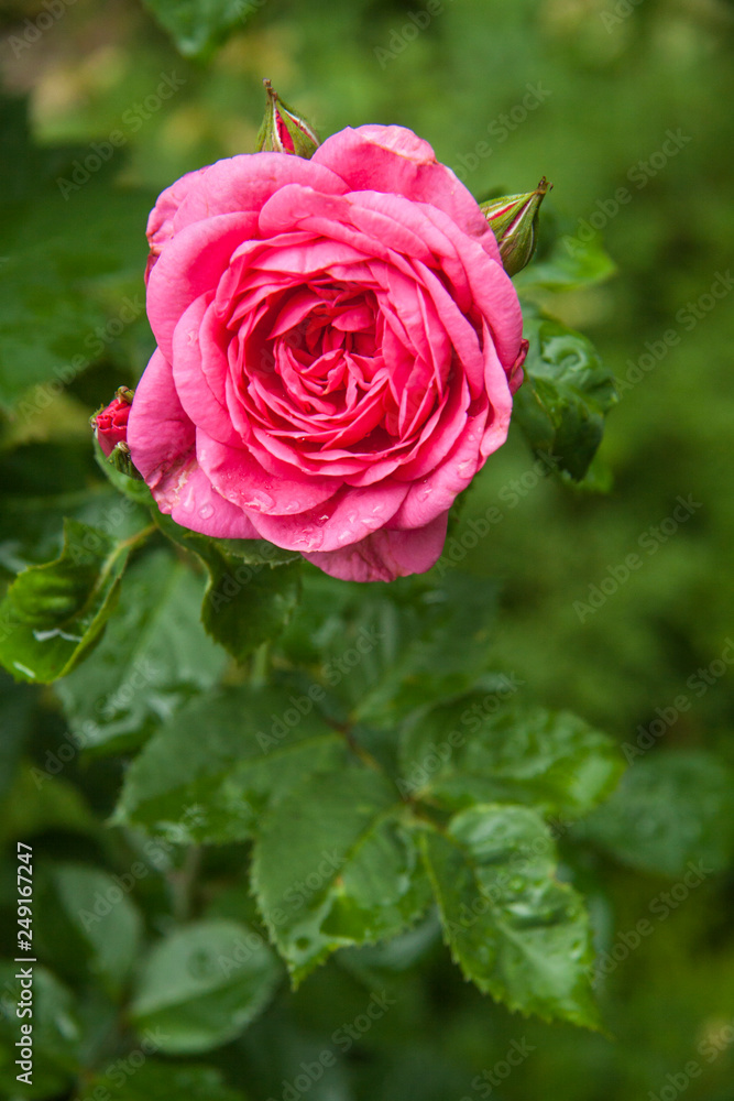 close-up pink garden natural rose flower on a leaf background close-up pink garden natural rose flower on a leaf background