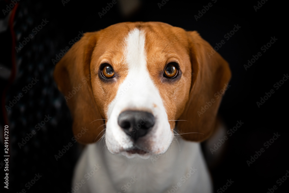 Beagle dog sits looking up towards the camera