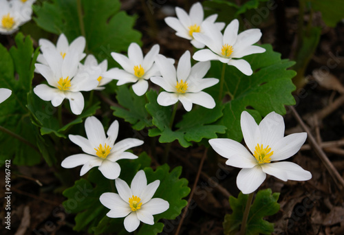 Cluster of bloodroot - early spring wildflowers growing in a forest