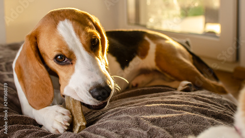 Fotografia Beagle puppy chewing on a dog snack