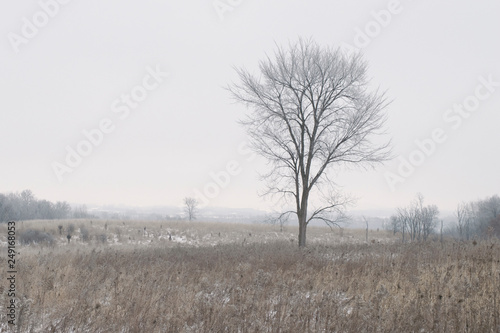 Lone tree on a frost covered winter prairie