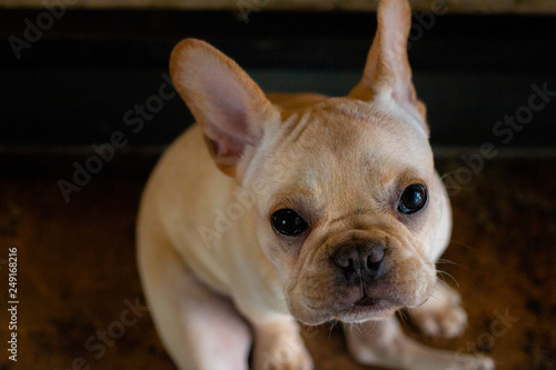 Portrait of French Bulldog puppy looking up to the camera. © bzjpan