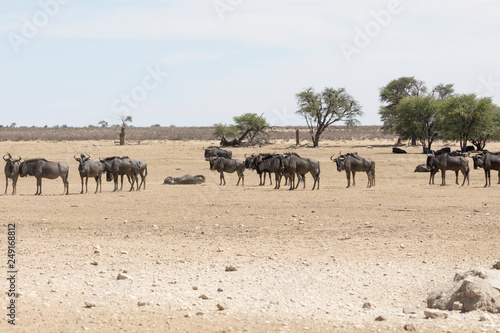 Herd of Blue Wildebeest, Kgalagadi Transfrontier Park, Northern Cape, South Africa