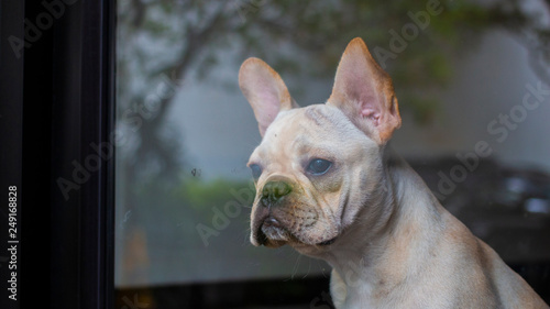 White French Bulldog looking outside though the glass. The dog waiting for its owner.