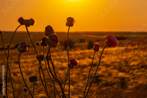 blooming bush thistle on the background of the sunset sky.